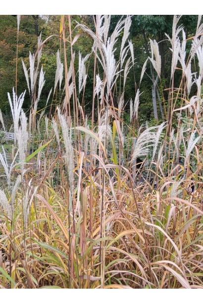 Декоративна трава Miscanthus sinensis Ballerina